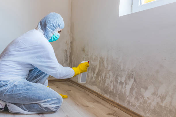 Licensed Basement Mold Remediation service in Leonardo, NJ - Car Mold Remediation