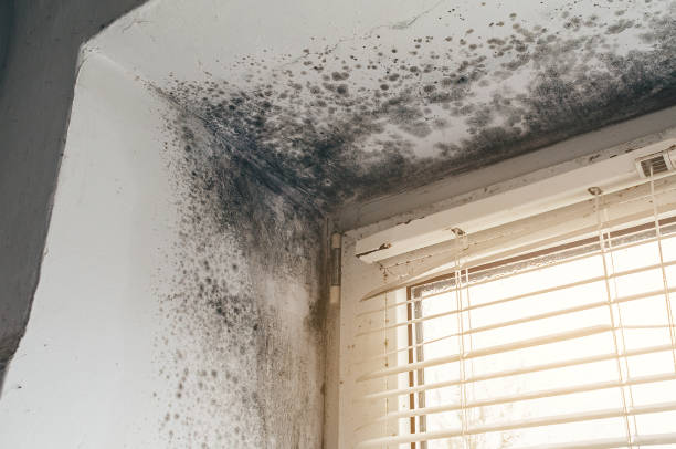 Affordable Basement Mold Remediation solutions in Leonardo, NJ